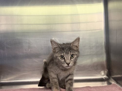 GOOSE - Domestic Short Hair available for adoption