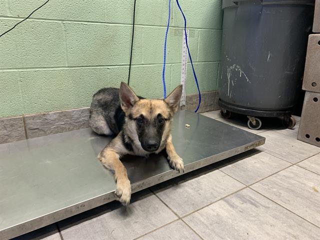 NOTE - German Shepherd Dog available for adoption