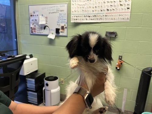 SORBET - Papillon available for adoption