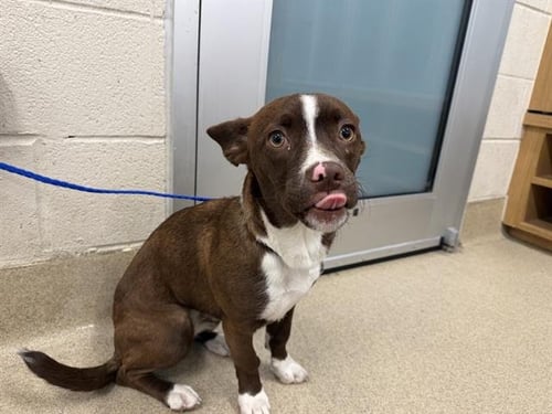 PAMELA - Chihuahua / Pembroke Welsh Corgi available for adoption