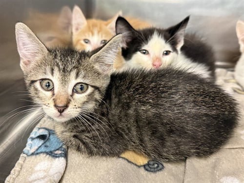 A233919 - Domestic Short Hair available for adoption
