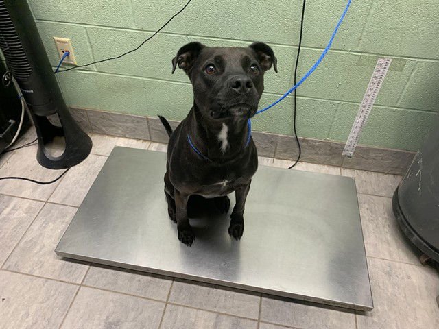 PRESTO - Labrador Retriever for adoption in Arlington