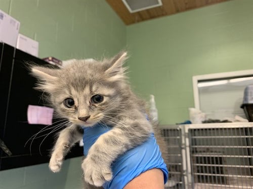 PIE - Domestic Medium Hair available for adoption