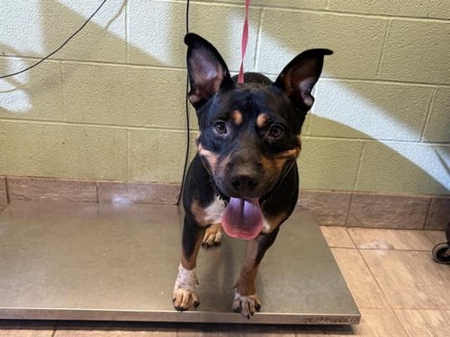 ROCKY - Rottweiler / Australian Cattle Dog/Blue Heeler available for adoption