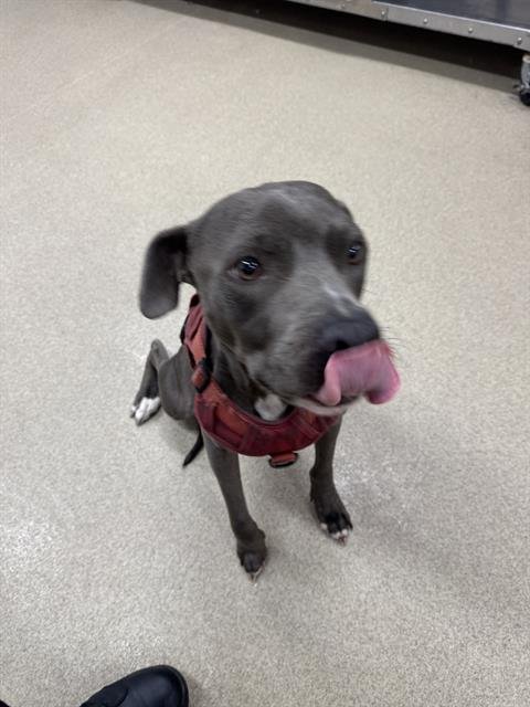 ASTRO - American Staffordshire Terrier available for adoption