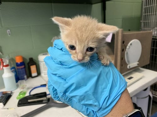 BONSAI - Domestic Short Hair available for adoption