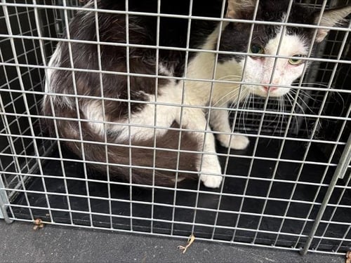 HUMPHREY BOGART - Domestic Medium Hair available for adoption