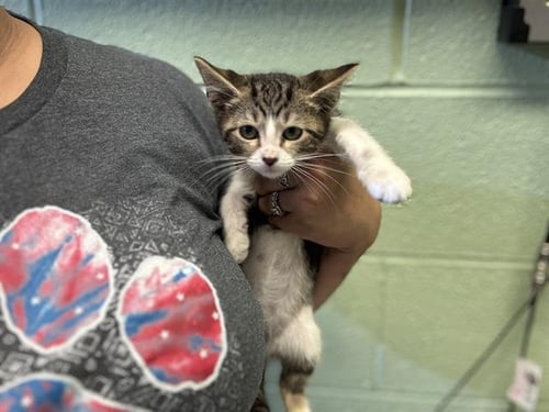 TIGGER - Domestic Short Hair available for adoption