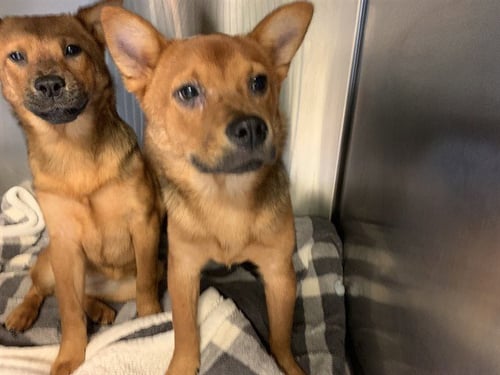 ISOLDE - Shiba Inu available for adoption