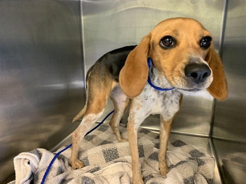 BAMBI - Beagle available for adoption