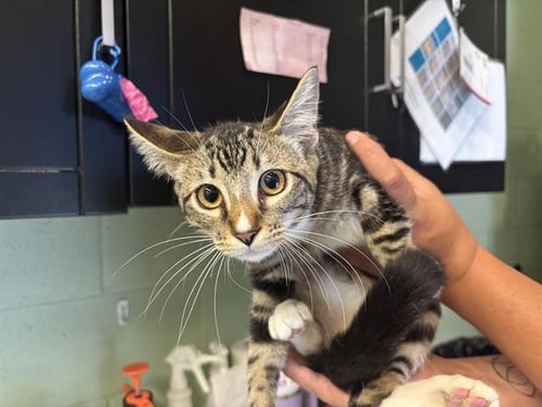 ROSE - Domestic Short Hair available for adoption