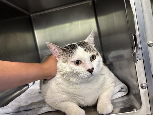 AURORA - Domestic Short Hair available for adoption