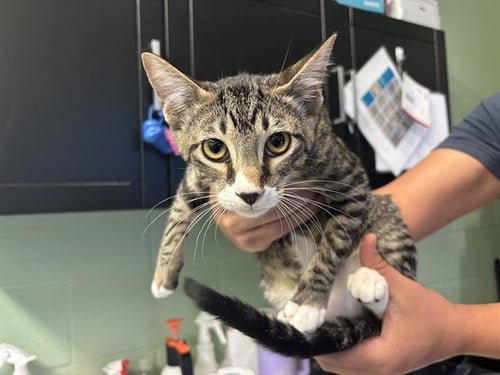 ZEUS - Domestic Short Hair available for adoption