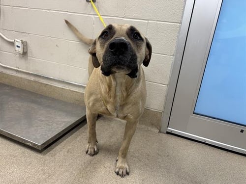 CHARLIE - Mastiff available for adoption