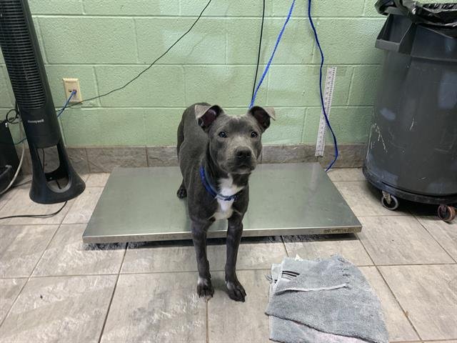 SWEET BABY - American Staffordshire Terrier available for adoption