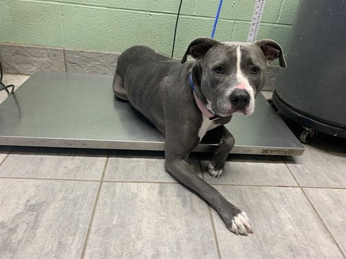 POPPY - American Staffordshire Terrier available for adoption