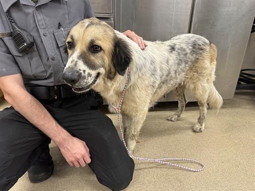 BEATRIZ - Great Pyrenees available for adoption