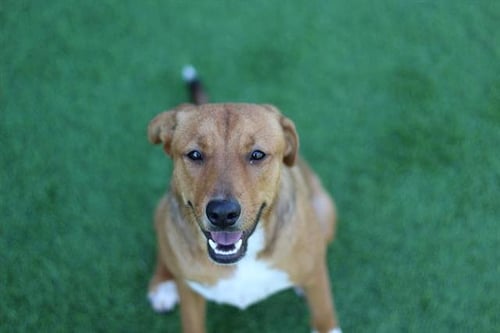 BAGEL - American Staffordshire Terrier available for adoption