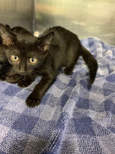 PETUNIA - Domestic Short Hair for adoption in Grand Prairie