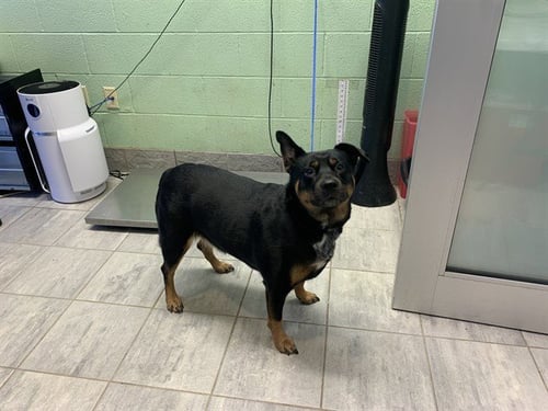GORDITA - Rottweiler available for adoption