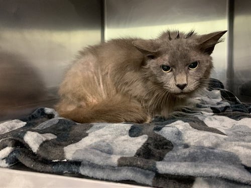 LOLA - Domestic Medium Hair for adoption in Grand Prairie