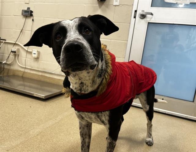 WALTER - Australian Cattle Dog/Blue Heeler available for adoption