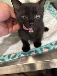 MEEOW - Photo 1