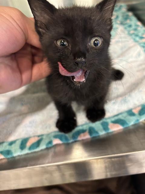 MEEOW - Domestic Short Hair available for adoption