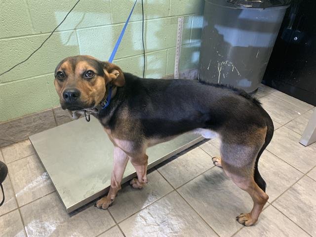 WILBUR - German Shepherd Dog available for adoption