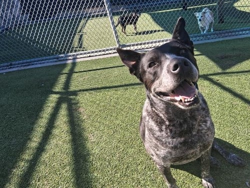 HARLEY - Australian Cattle Dog/Blue Heeler available for adoption