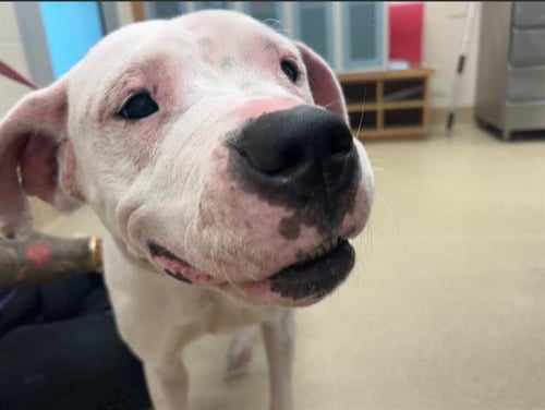 TINA - American Staffordshire Terrier available for adoption