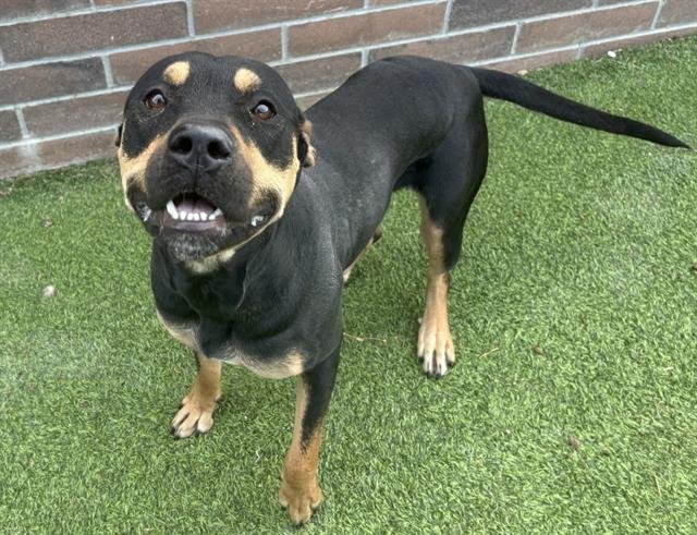 PEONY - American Staffordshire Terrier for adoption in Arlington