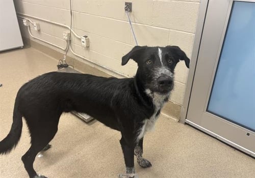 DALE - Irish Wolfhound available for adoption