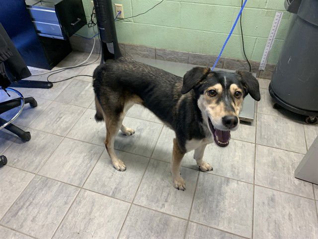 SASSY - Siberian Husky for adoption in Arlington