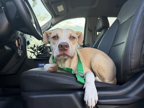 CHLOE - American Staffordshire Terrier available for adoption
