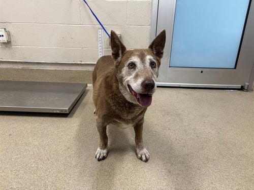 RAY - Australian Cattle Dog/Blue Heeler available for adoption