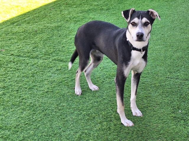 DULCE - German Shepherd Dog available for adoption