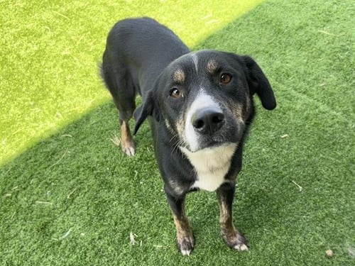 NIKKI - Siberian Husky for adoption in Grand Prairie