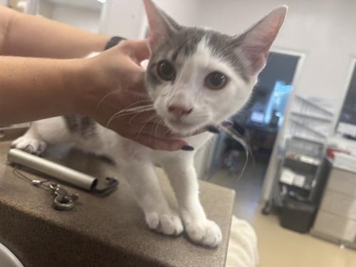 CASPER - Domestic Short Hair available for adoption