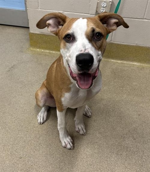 FINN - American Staffordshire Terrier available for adoption