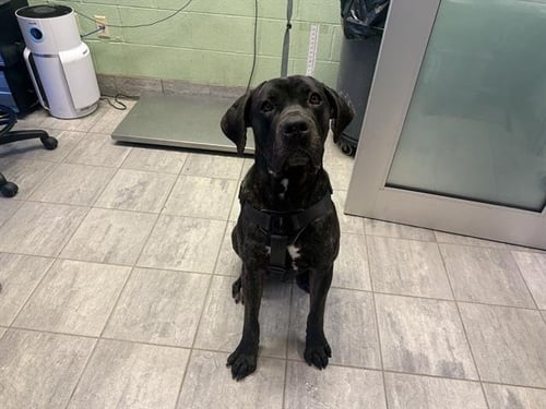BANGOUT - Cane Corso Mastiff available for adoption