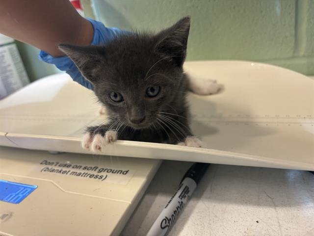 SALEM Image