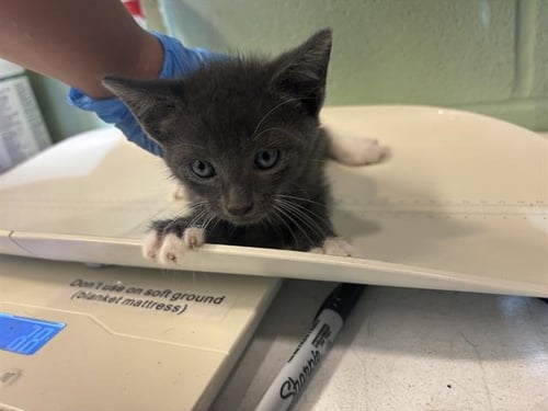 SALEM - Domestic Short Hair available for adoption
