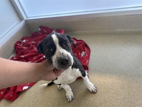 DOCTOR - American Staffordshire Terrier available for adoption