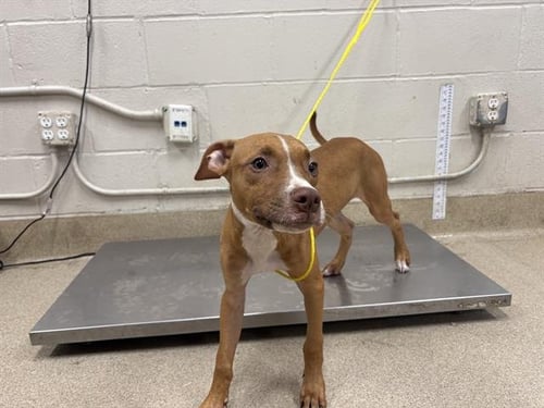 BUD - American Staffordshire Terrier available for adoption