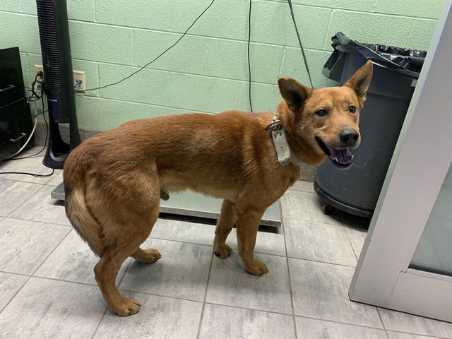 RANGER - German Shepherd Dog for adoption in Arlington