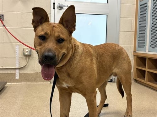 ROO - German Shepherd Dog available for adoption