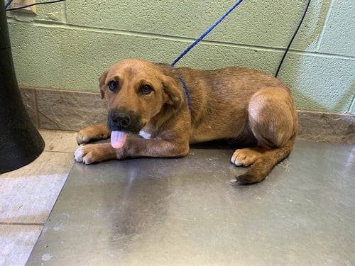 BREEZE - Labrador Retriever / German Shepherd Dog available for adoption