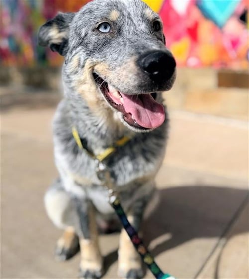 RUMI - Australian Cattle Dog/Blue Heeler available for adoption