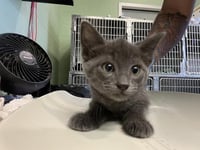 GIZMO - Photo 1